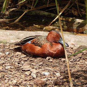 Cinnamon teal 060625