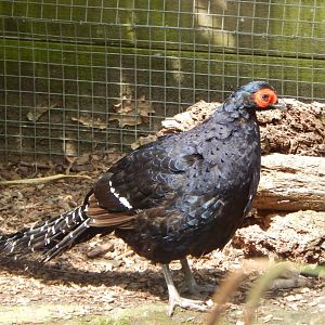 Mikado pheasant 060625