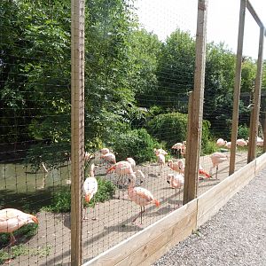 Chilean flamingo enclosure 060625