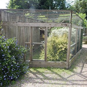 Red-billed blue magpie aviary 060625