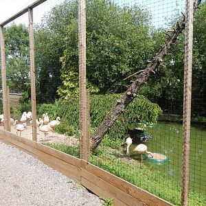 Chilean flamingo enclosure 060625