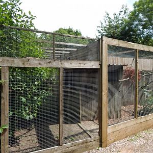 Red-billed blue magpie aviary 060625