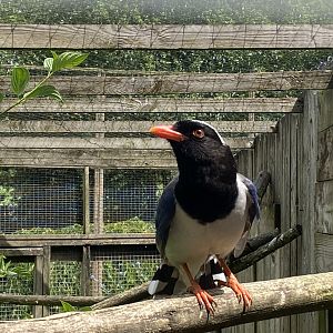 Red-billed blue magpie 060625