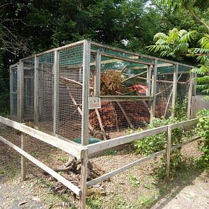 Tayra enclosure 060625