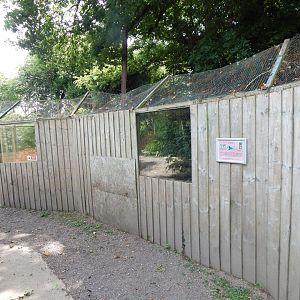Bush dog enclosure 060625
