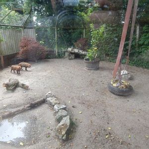 Bush dog enclosure 060625