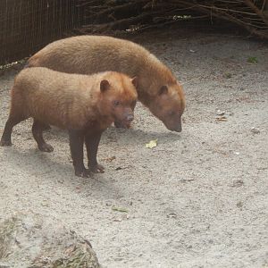 Bush dogs 060625