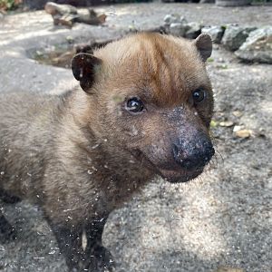 Bush dog 060625