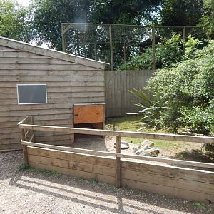 African spurred tortoise enclosure 060625