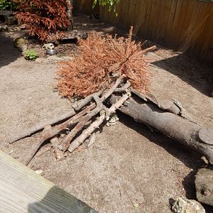 Long-nosed potoroo enclosure 060625