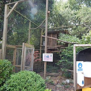 Eurasian great grey owl aviary 060625
