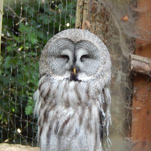 Eurasian great grey owl 060625