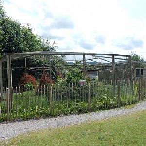 Eurasian crane aviary 060625