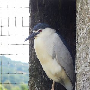 Black-crowned night heron 060625