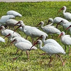 An Afternoon With Ibis - YouTube