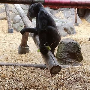 Western Lowland Gorilla 110625