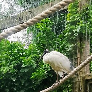 Australian White Ibis 110625