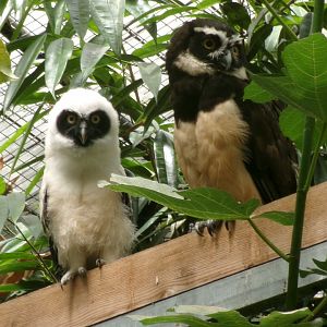Spectacled owls