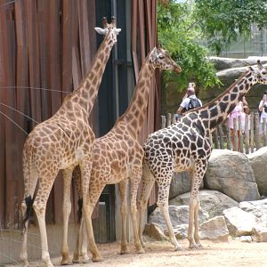 Rothschild's giraffes