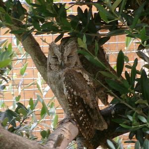 Common Scops-owl