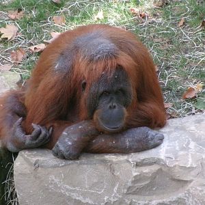 Bornean orangutan