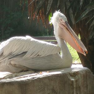 Dalmatian pelican