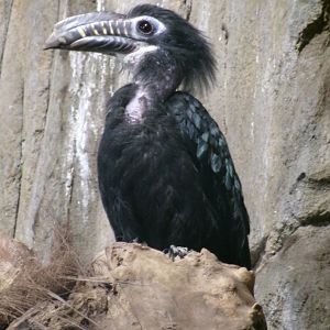 Visayan tarictic hornbill