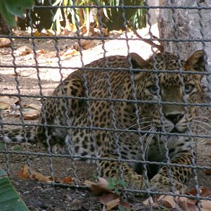 Sri Lankan leopard
