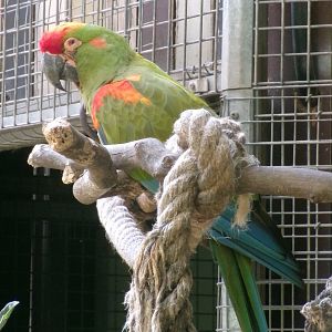 Red-fronted macaw