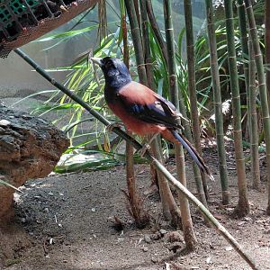 Lidith's Jay (Garrulus lidthi)