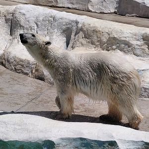 Polar Bear (Ursus maritimus)