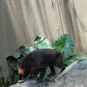 Malayan Sun Bear (Helarctos malayanus)