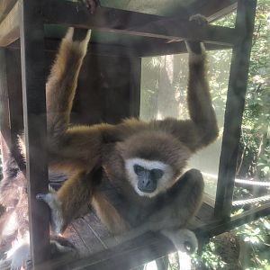Lar Gibbon (Hylobates lar)