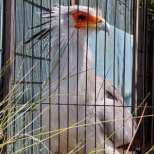 Secretary Bird (Sagittarius serpentarius)