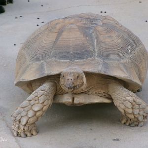 African spurred tortoise
