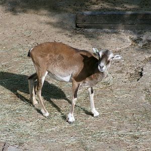 European mouflon