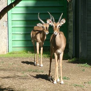 Black-faced impalas