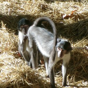 White-naped mangabeys