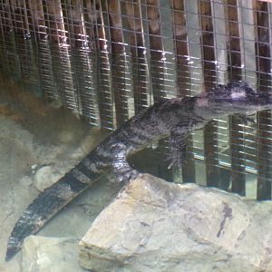 Chinese alligator