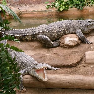 Siamese crocodiles