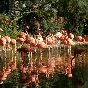American flamingoes