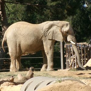 African bush elephant