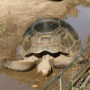 Galapagos giant tortoise