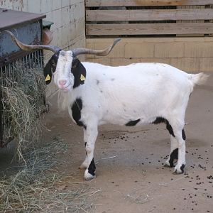 Blanca de Rasquera goat