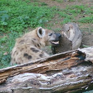 Spotted hyena