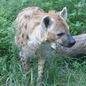 Spotted hyena