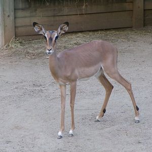 Black-faced impala