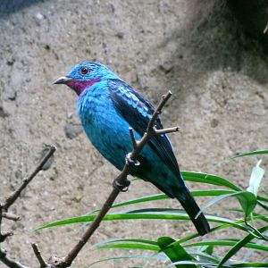 Spangled cotinga