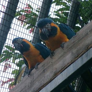 Blue-throated macaw