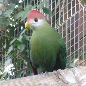 Red-crested turaco